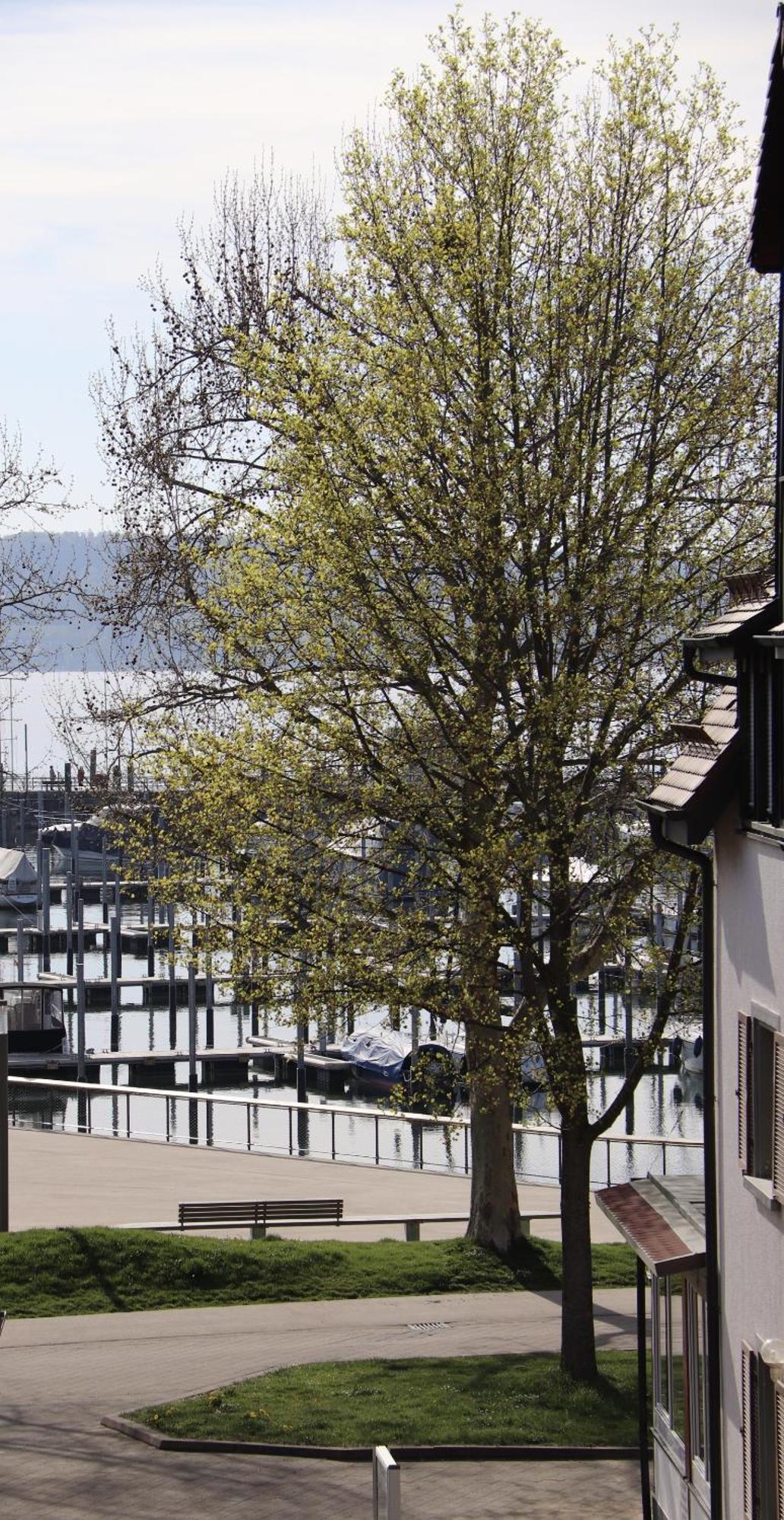 Gaestehaus Maeder Am Hafen Uhldingen-Mühlhofen Eksteriør bilde